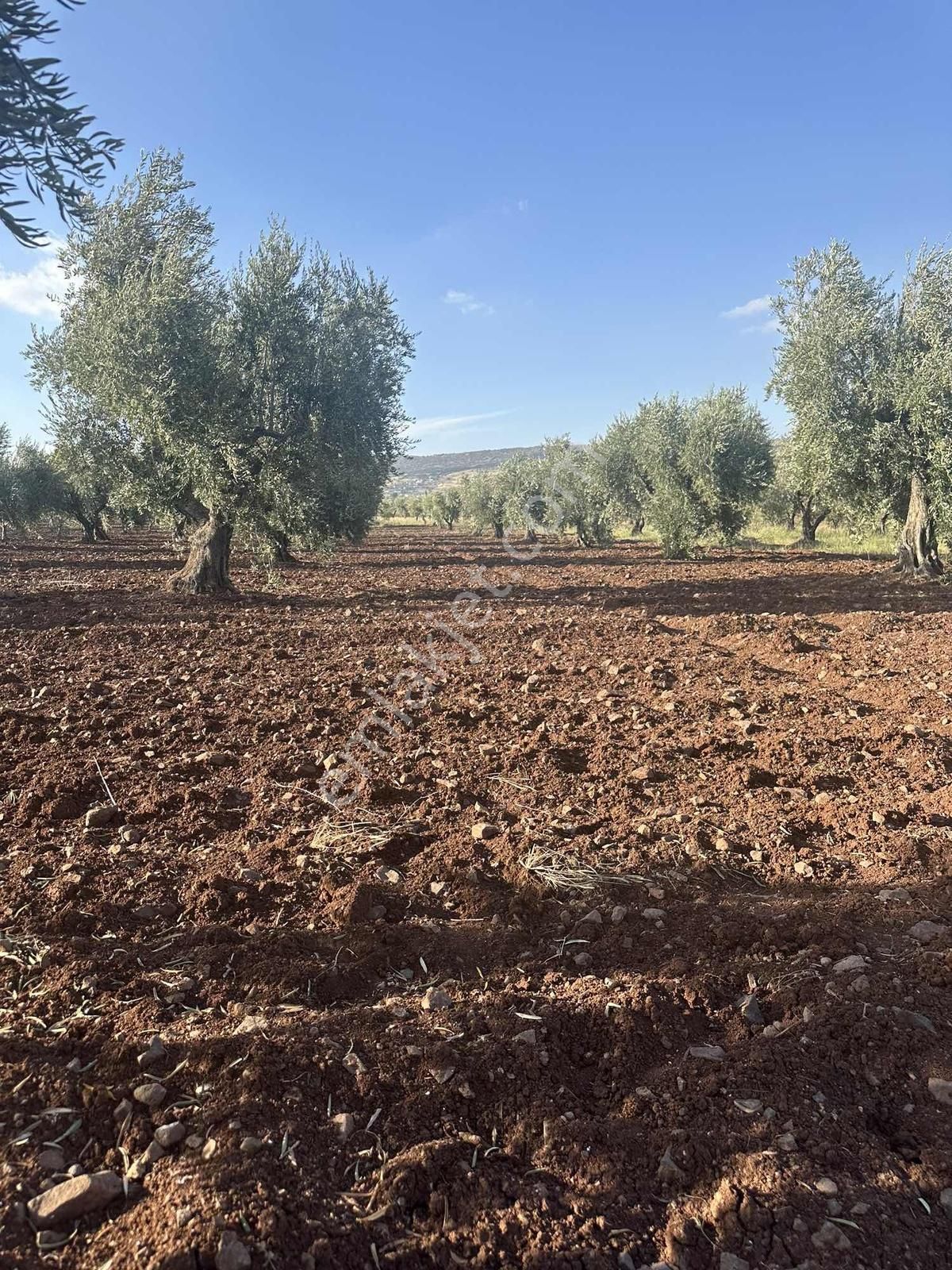 Acarda Süper Konumda Yatırımlık Tonluk Zeytin - Görsel 7