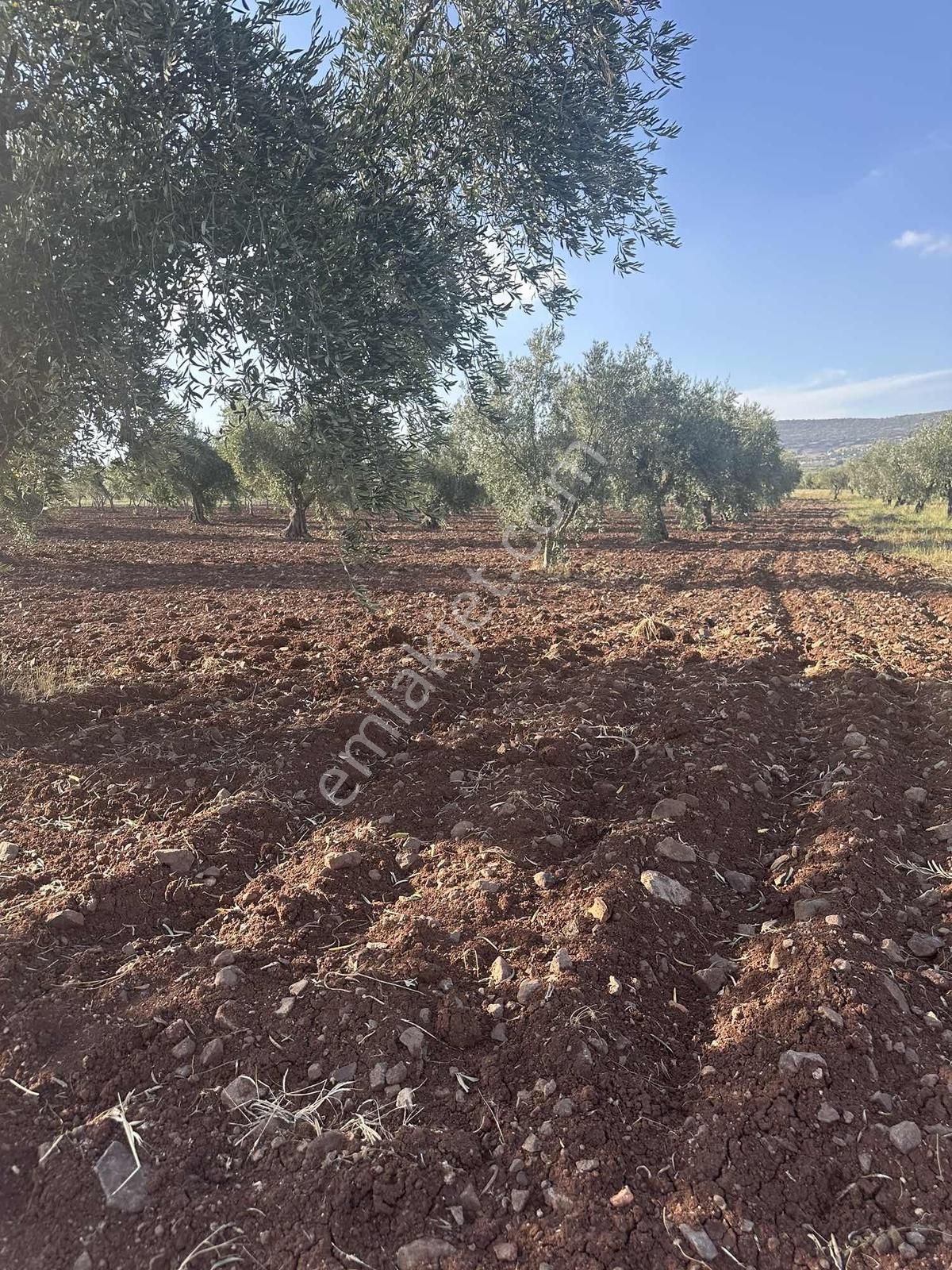 Acarda Süper Konumda Yatırımlık Tonluk Zeytin - Görsel 10