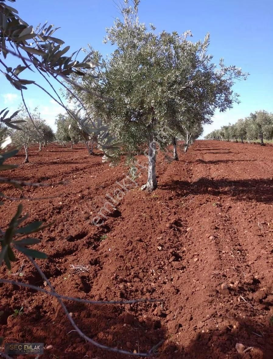 Seç Emlak'tan Oğuzeli-ikizkuyu Mah .tek Tapu Zeytinlik - Görsel 5