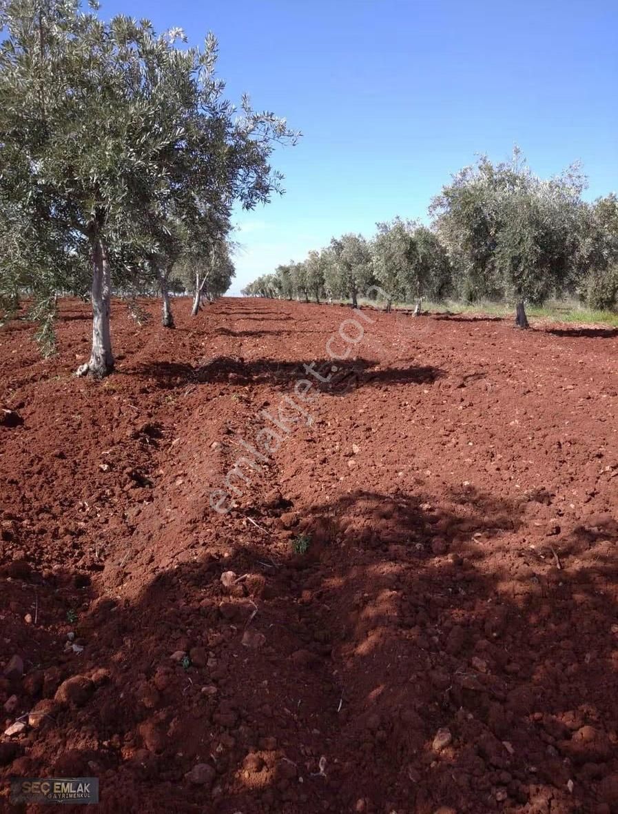 Seç Emlak'tan Oğuzeli-ikizkuyu Mah .tek Tapu Zeytinlik - Görsel 4