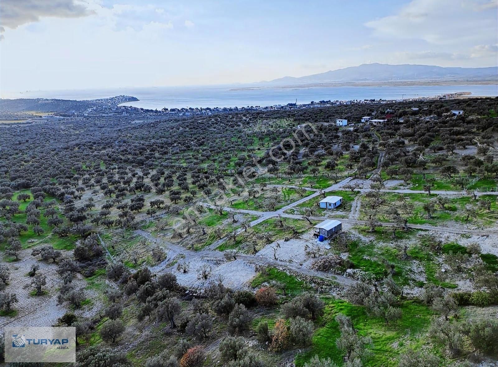 Yenişakran'da Satılık 4142 M2 Zeytinlik