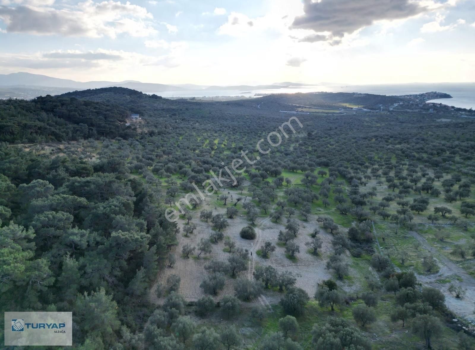 Yenişakran'da Satılık 4142 M2 Zeytinlik - Görsel 8
