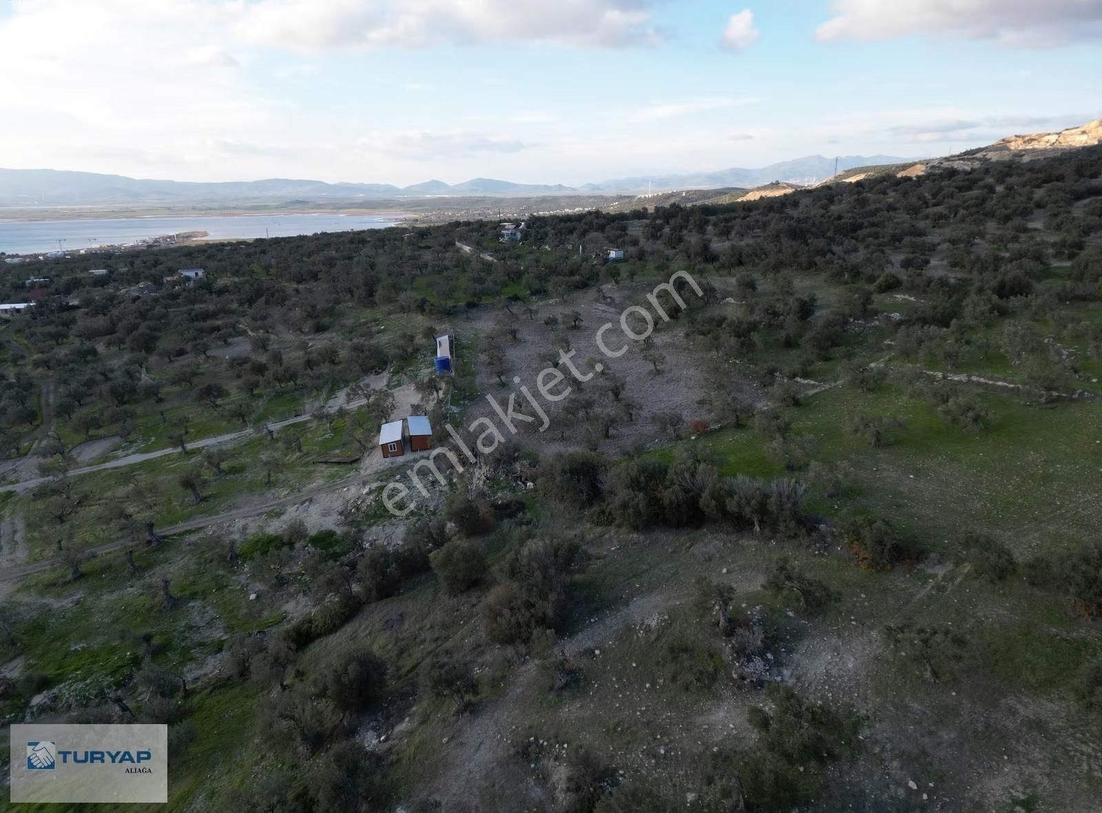 Yenişakran'da Satılık 4142 M2 Zeytinlik - Görsel 7