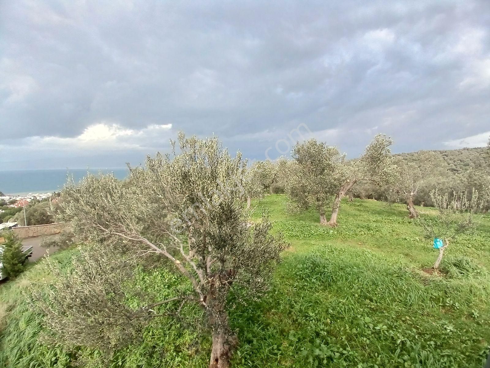 Eu Gayrimenkul'den İmara Sınır Deniz Manzaralı Zeytinlik - Görsel 4