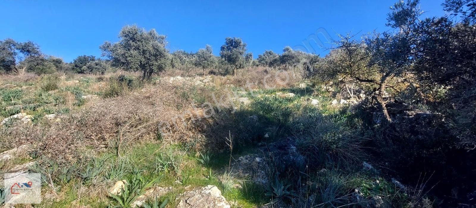 Muğla Milas Karakuyu Mah. Satılık Zeytinlik 14.000m² - Görsel 20