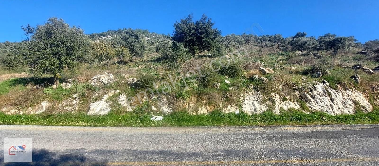 Muğla Milas Karakuyu Mah. Satılık Zeytinlik 14.000m² - Görsel 17