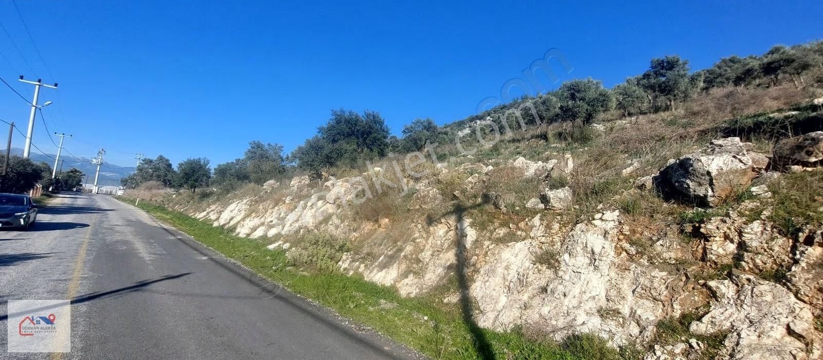 Muğla Milas Karakuyu Mah. Satılık Zeytinlik 14.000m² - Görsel 7