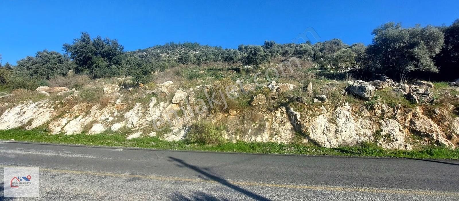Muğla Milas Karakuyu Mah. Satılık Zeytinlik 14.000m² - Görsel 4