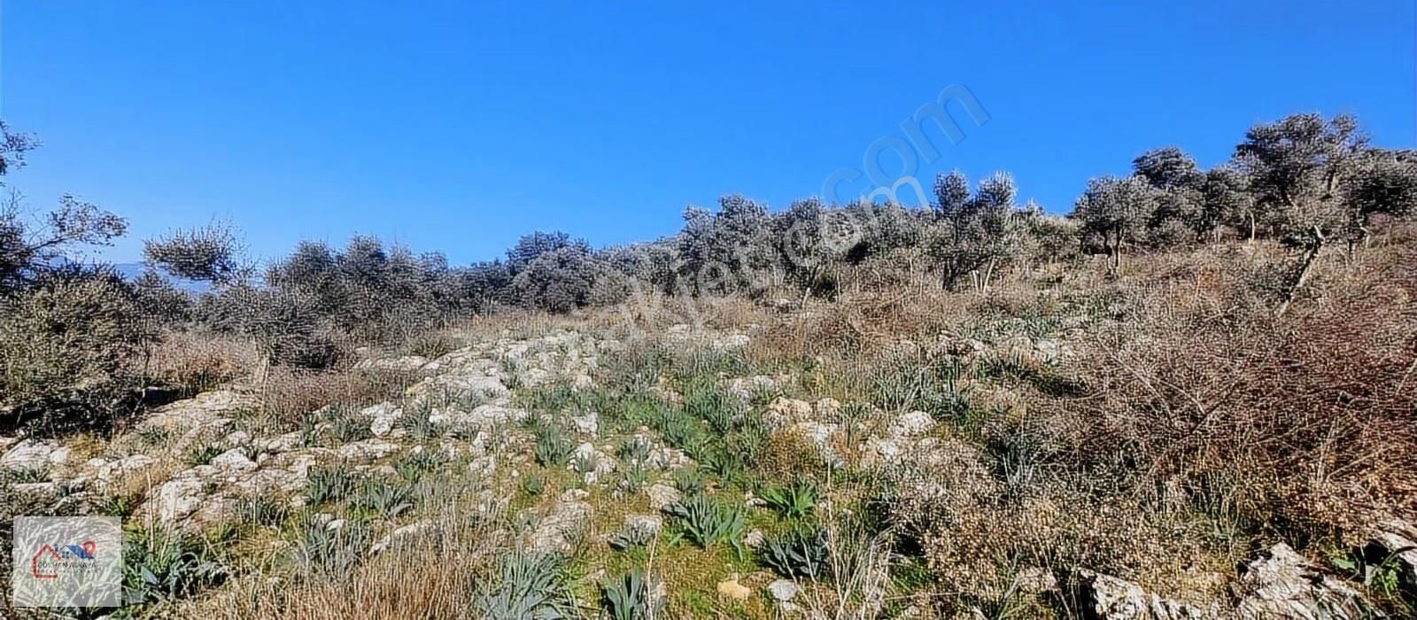 Muğla Milas Karakuyu Mah. Satılık Zeytinlik 14.000m² - Görsel 14