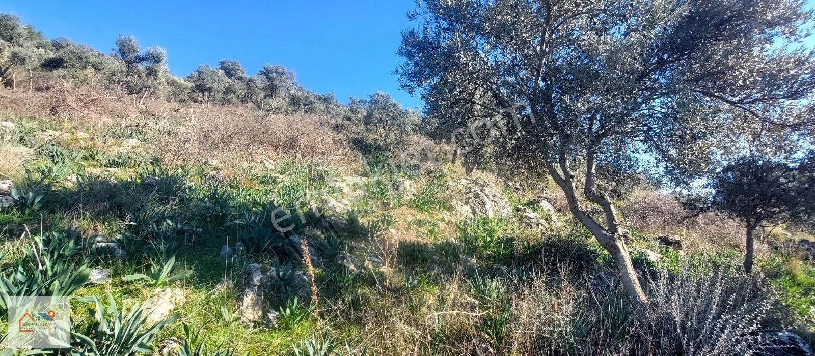 Muğla Milas Karakuyu Mah. Satılık Zeytinlik 14.000m² - Görsel 8