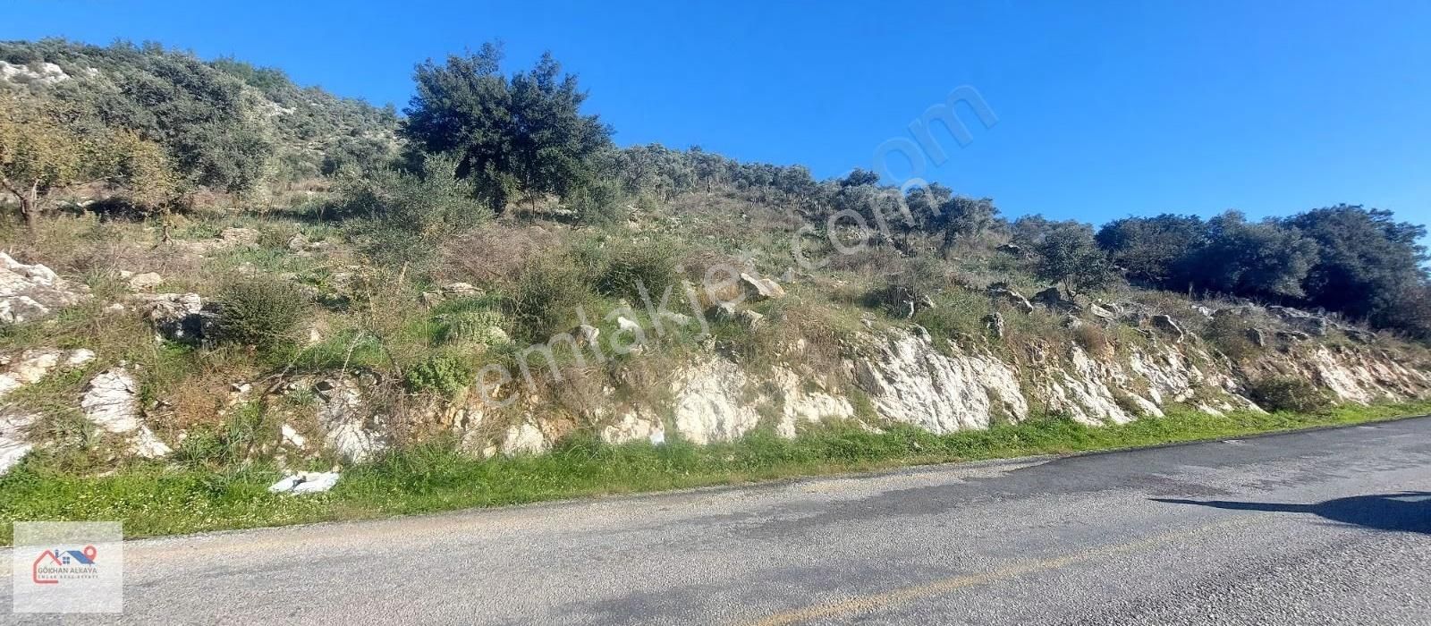 Muğla Milas Karakuyu Mah. Satılık Zeytinlik 14.000m² - Görsel 15