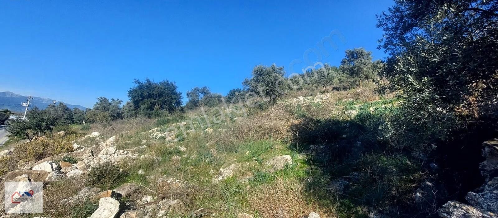 Muğla Milas Karakuyu Mah. Satılık Zeytinlik 14.000m² - Görsel 6