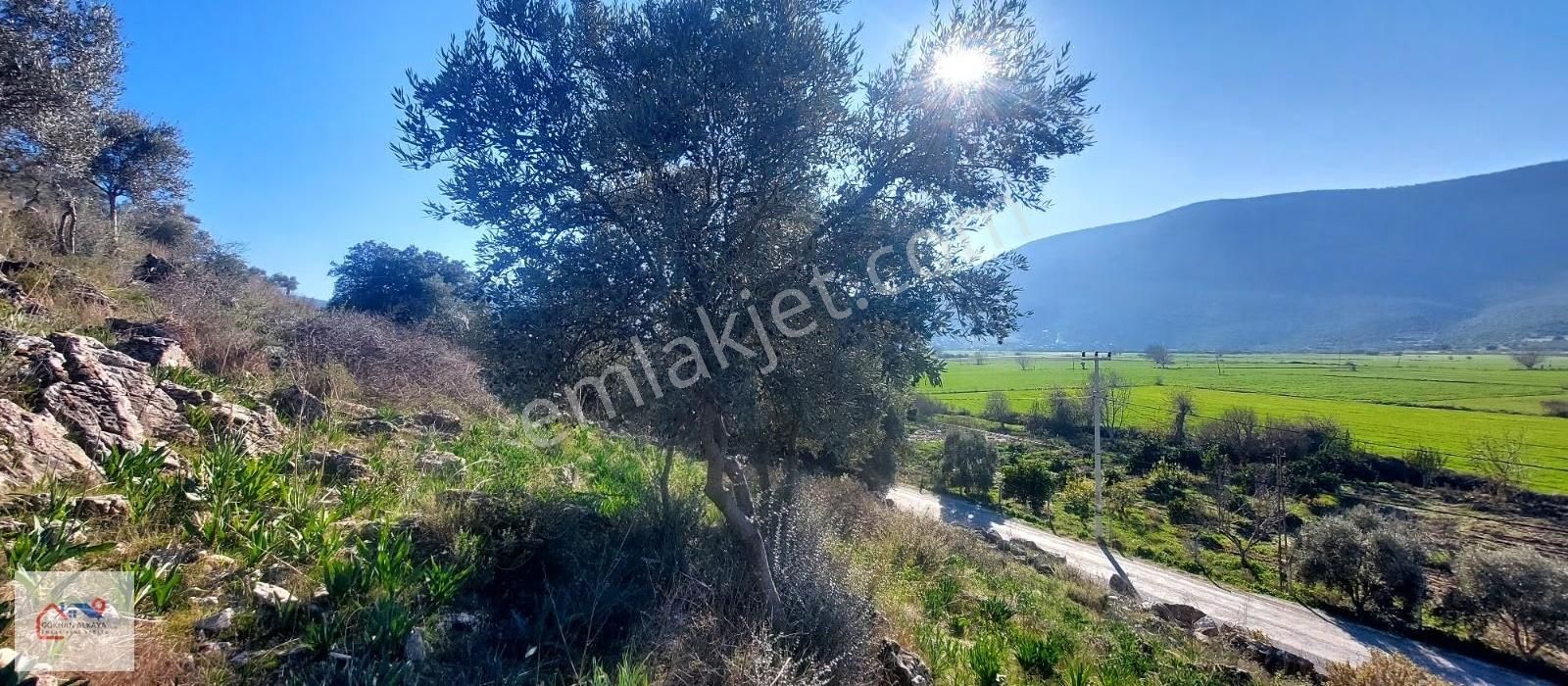 Muğla Milas Karakuyu Mah. Satılık Zeytinlik 14.000m² - Görsel 10