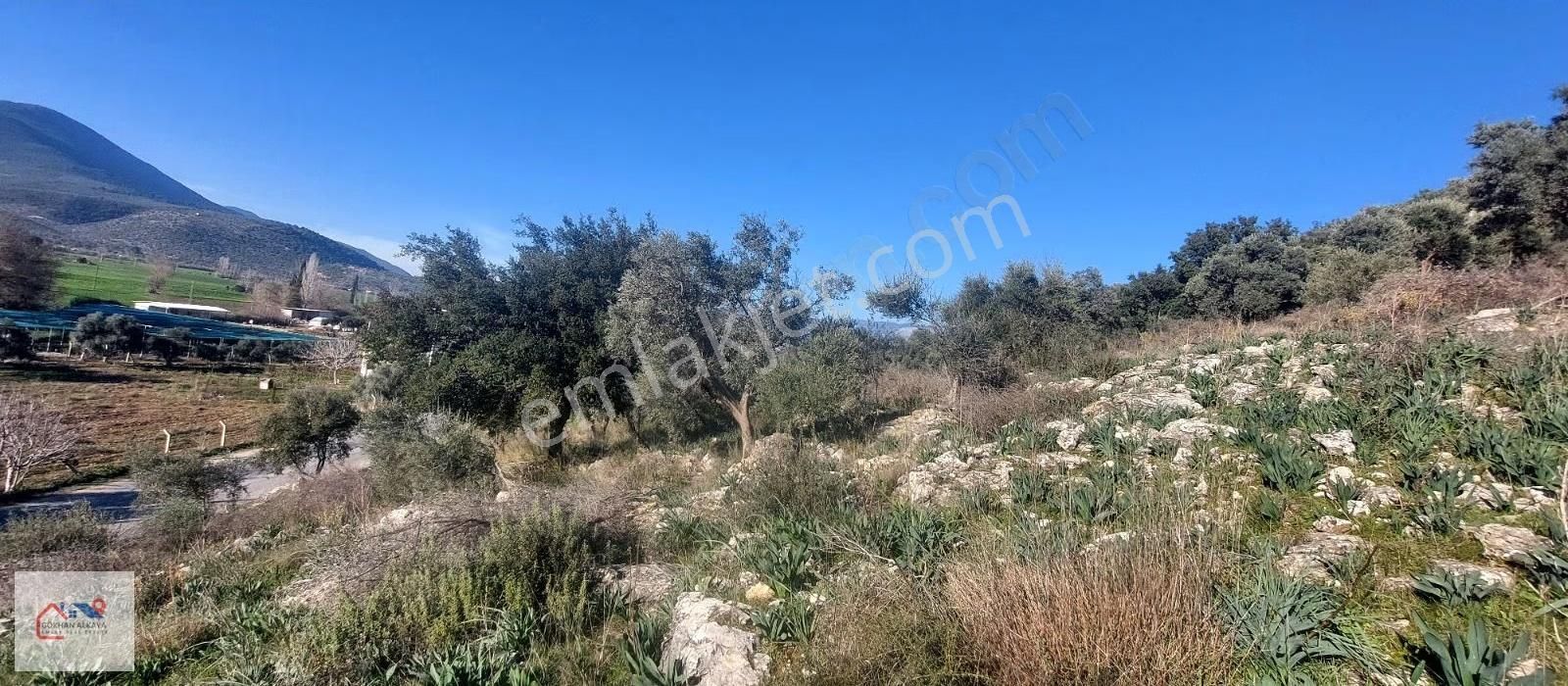 Muğla Milas Karakuyu Mah. Satılık Zeytinlik 14.000m² - Görsel 9