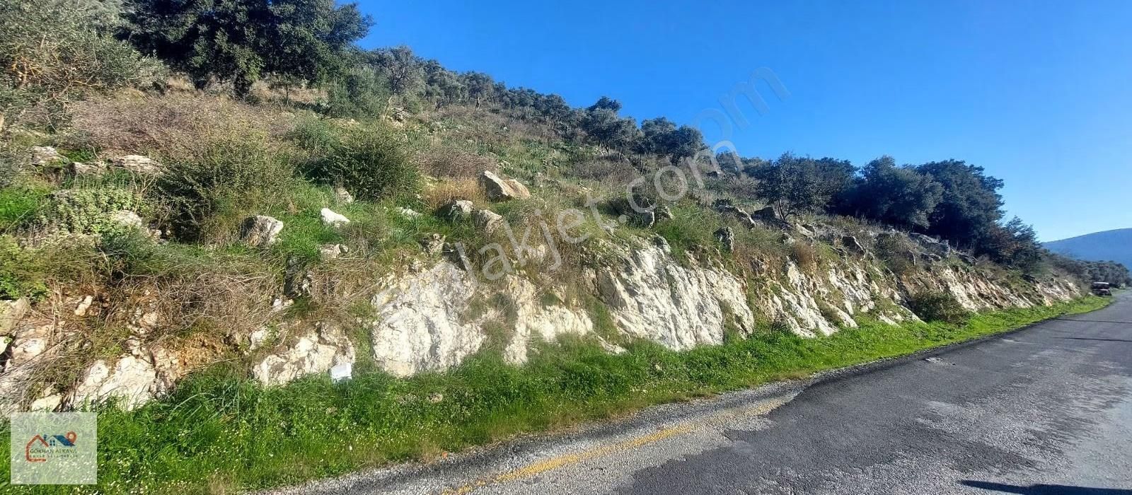 Muğla Milas Karakuyu Mah. Satılık Zeytinlik 14.000m² - Görsel 5
