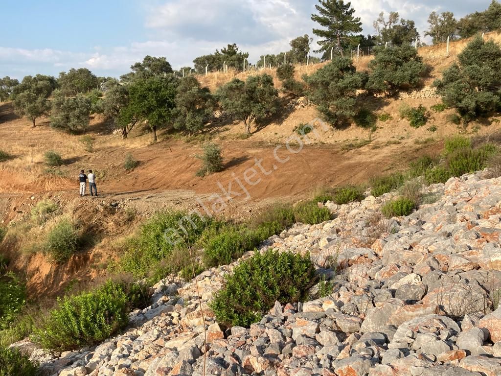 Ağabey Gayrimenkul Den Kemalpaşa- Yukarı Kızılca Mahallesinde Yatırımlık Zeytinlik