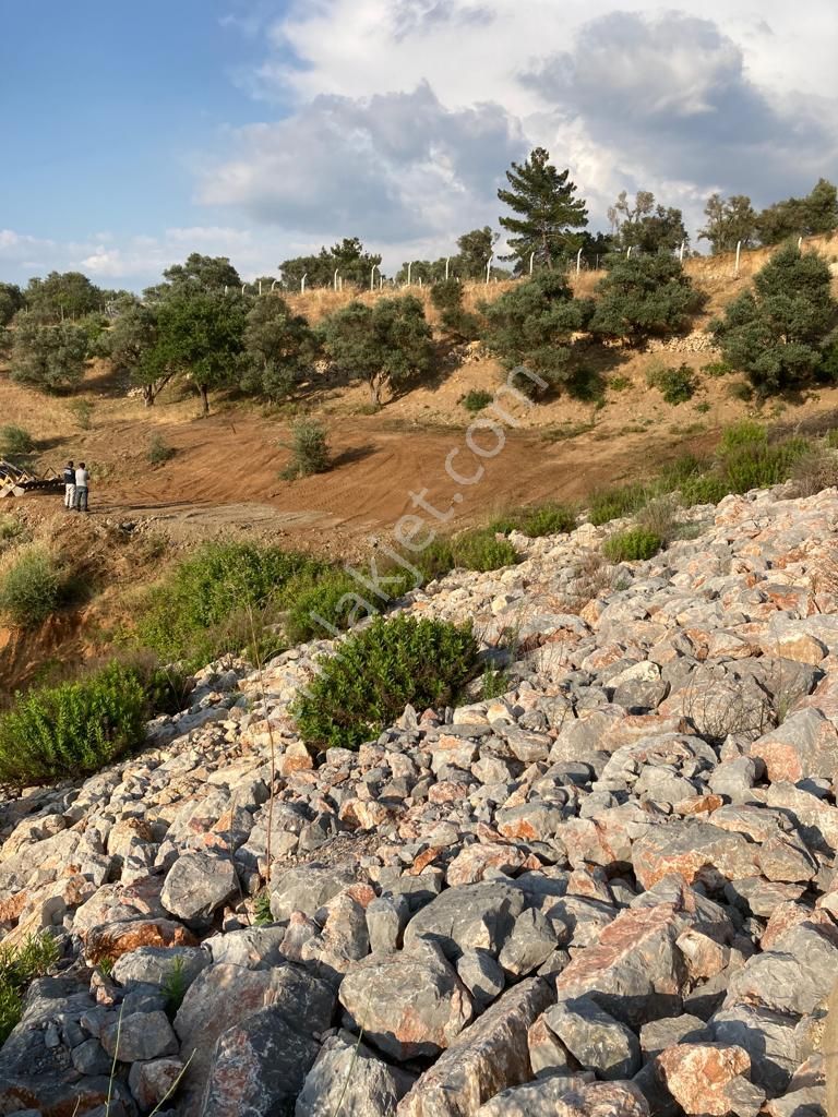 Ağabey Gayrimenkul Den Kemalpaşa- Yukarı Kızılca Mahallesinde Yatırımlık Zeytinlik - Görsel 3