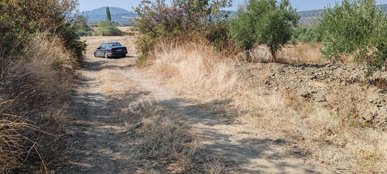 Mir'den Manisa Gelenbe'de Getirisi Yüksek Satılık Zeytinlik - Görsel 4