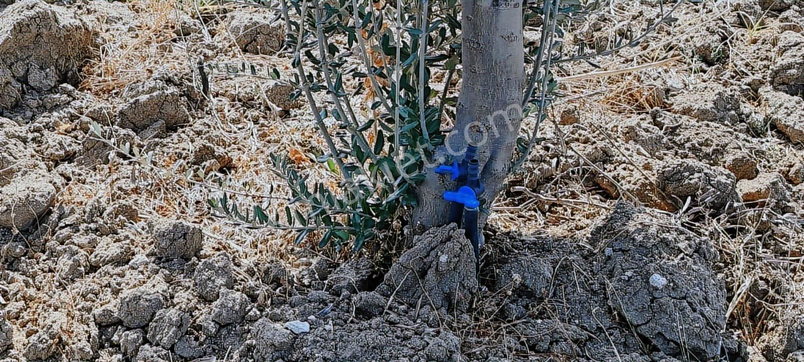 Mir'den Manisa Gelenbe'de Getirisi Yüksek Satılık Zeytinlik - Görsel 21