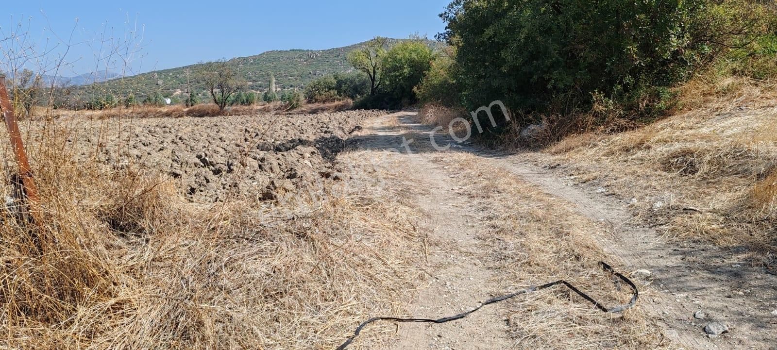 Mir'den Manisa Gelenbe'de Getirisi Yüksek Satılık Zeytinlik - Görsel 11