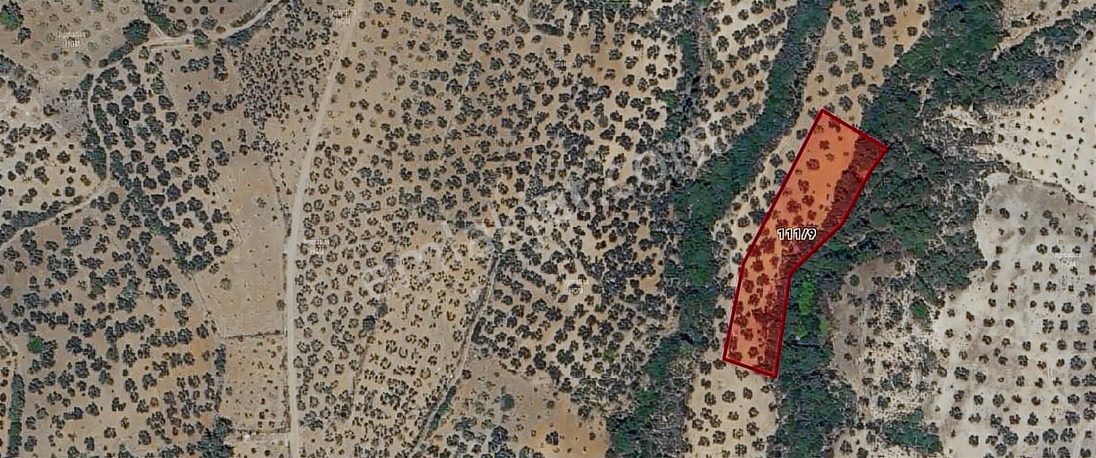 Mir'den Balıkesir Edremit Yaylaönü'de 2 Parsel Satılık Zeytinlik - Görsel 14