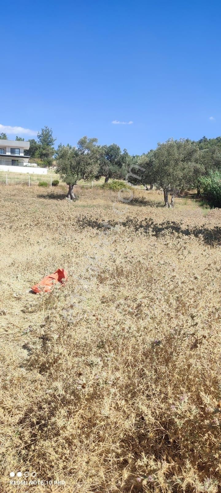 Turpa Lotustan Torbalı Demircide Satılık Zeytinlik - Görsel 4