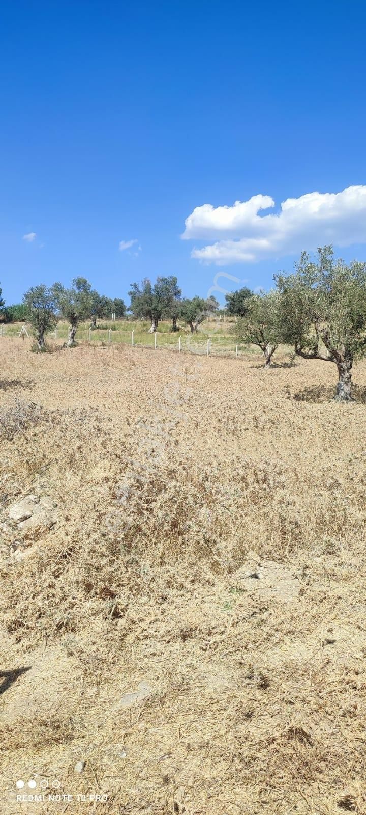 Turpa Lotustan Torbalı Demircide Satılık Zeytinlik - Görsel 7