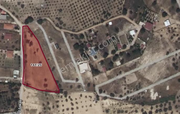 Turpa Lotustan Torbalı Demircide Satılık Zeytinlik - Görsel 3