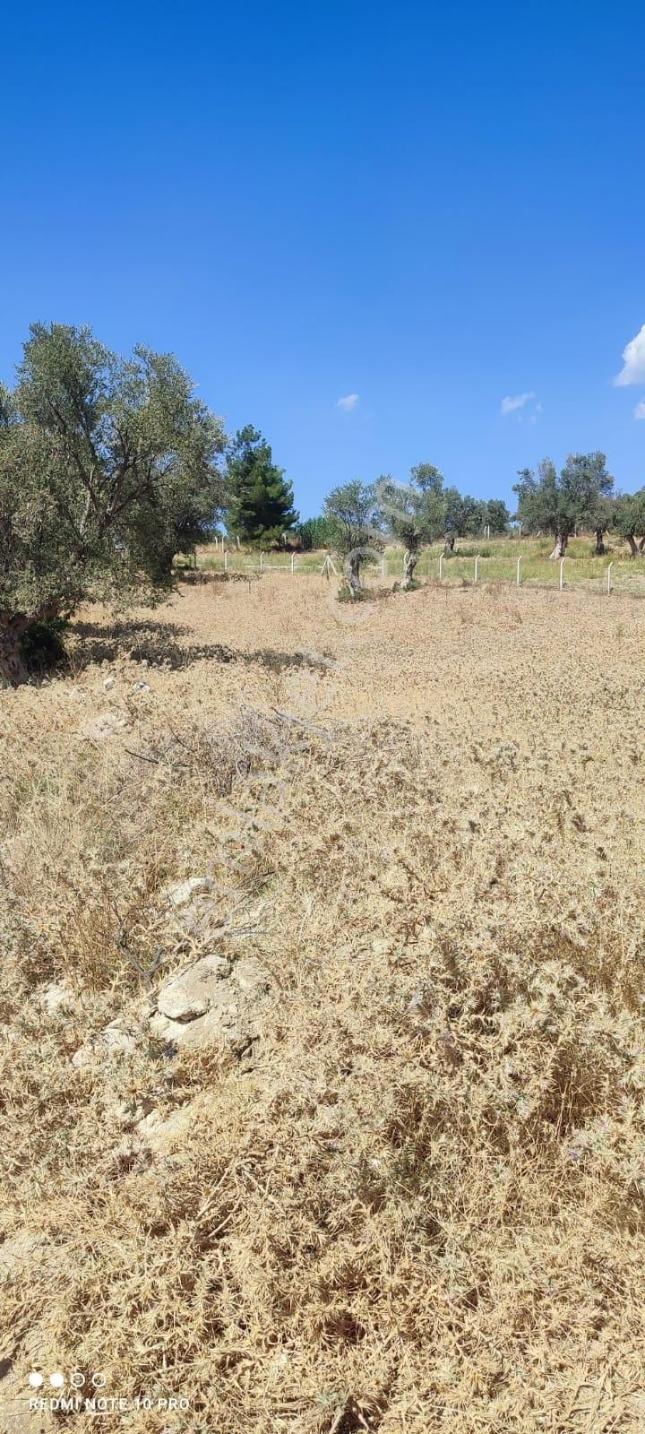 Turpa Lotustan Torbalı Demircide Satılık Zeytinlik - Görsel 5