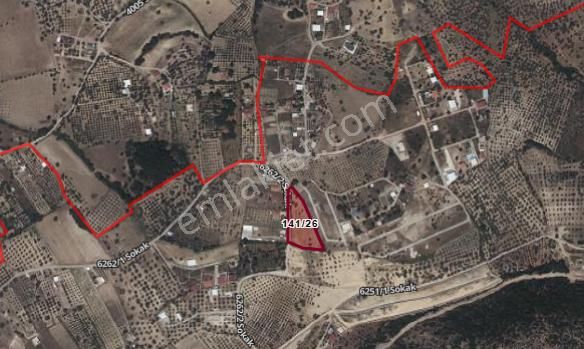 Turpa Lotustan Torbalı Demircide Satılık Zeytinlik