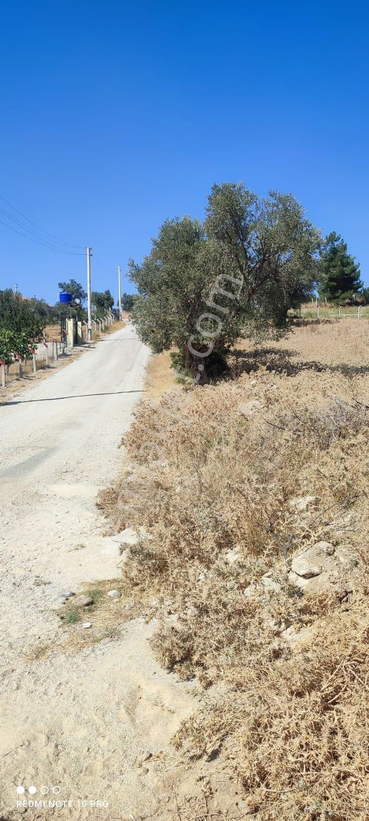 Turpa Lotustan Torbalı Demircide Satılık Zeytinlik - Görsel 6