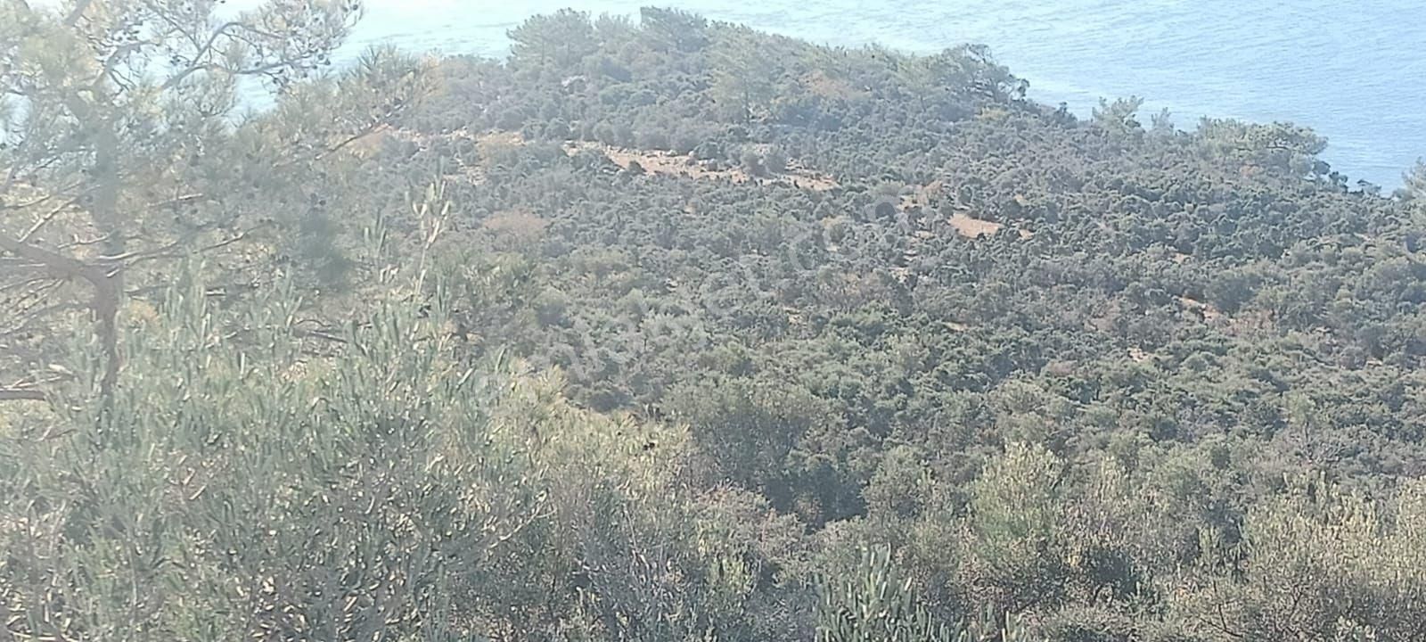 Aydıncık Emlaktan Satılık Tarla - Görsel 7