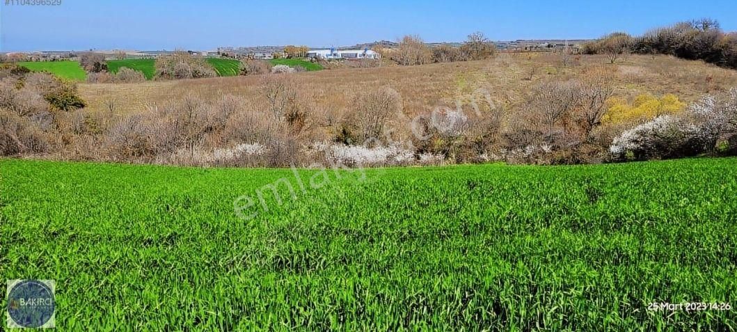 Çanakkale Lapseki Kocaveli' De 9660 M2 Boğaz Ve Köprü Manzaralı Satılık Tarla - Görsel 15