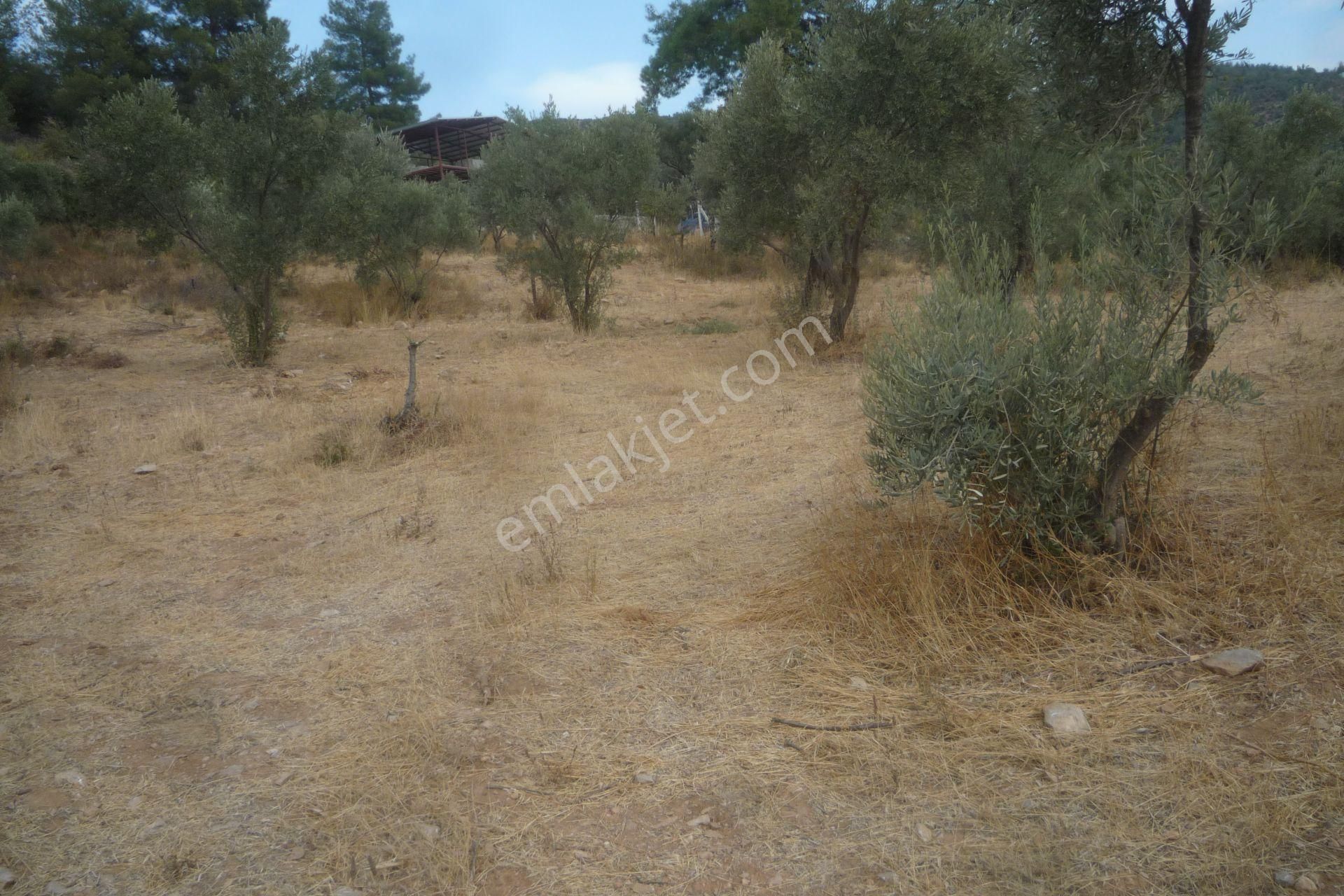 İzmir Torbalı Gold Emlaktan Satılık Zeytinlik - Görsel 6