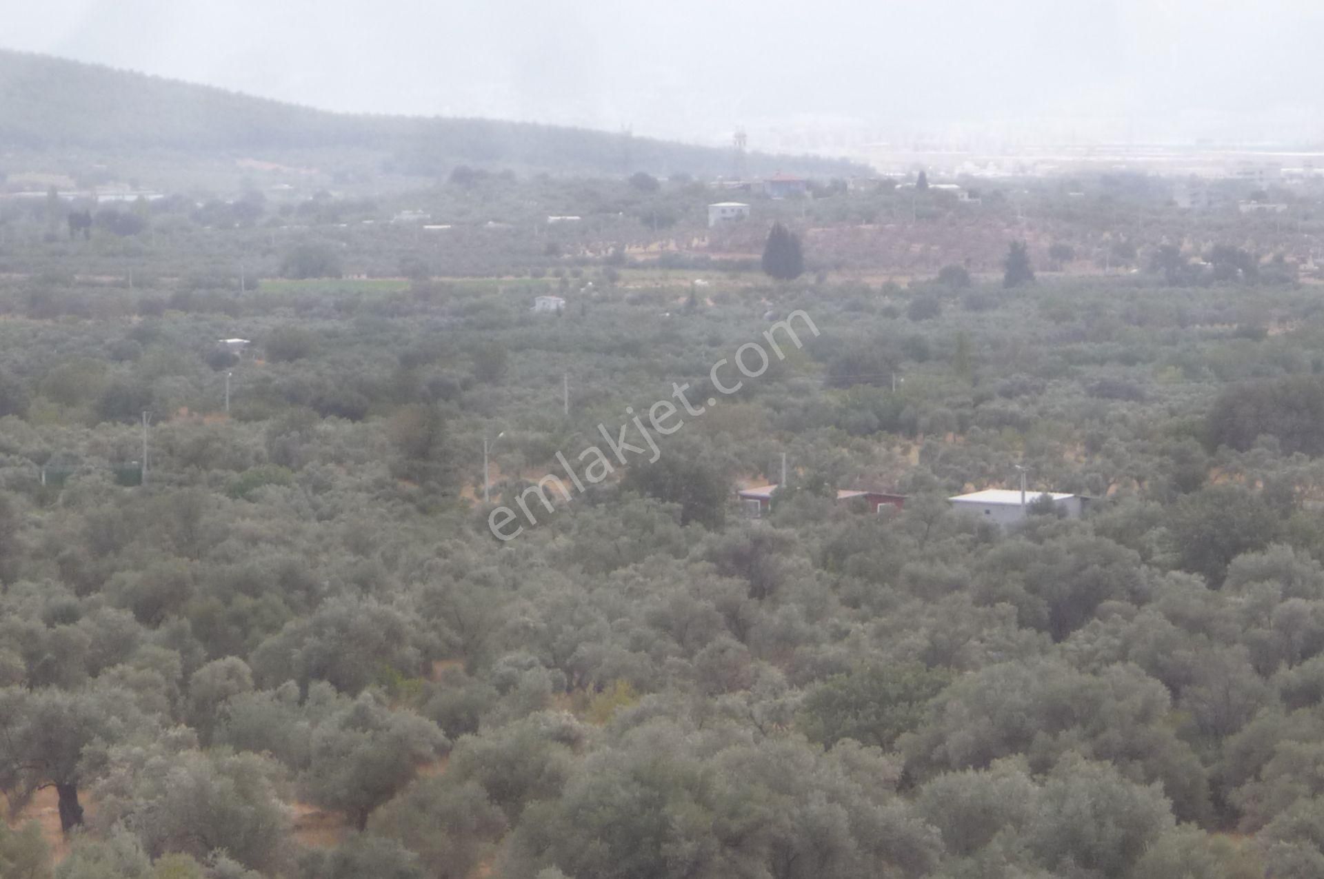 İzmir Torbalı Gold Emlaktan Satılık Zeytinlik - Görsel 16