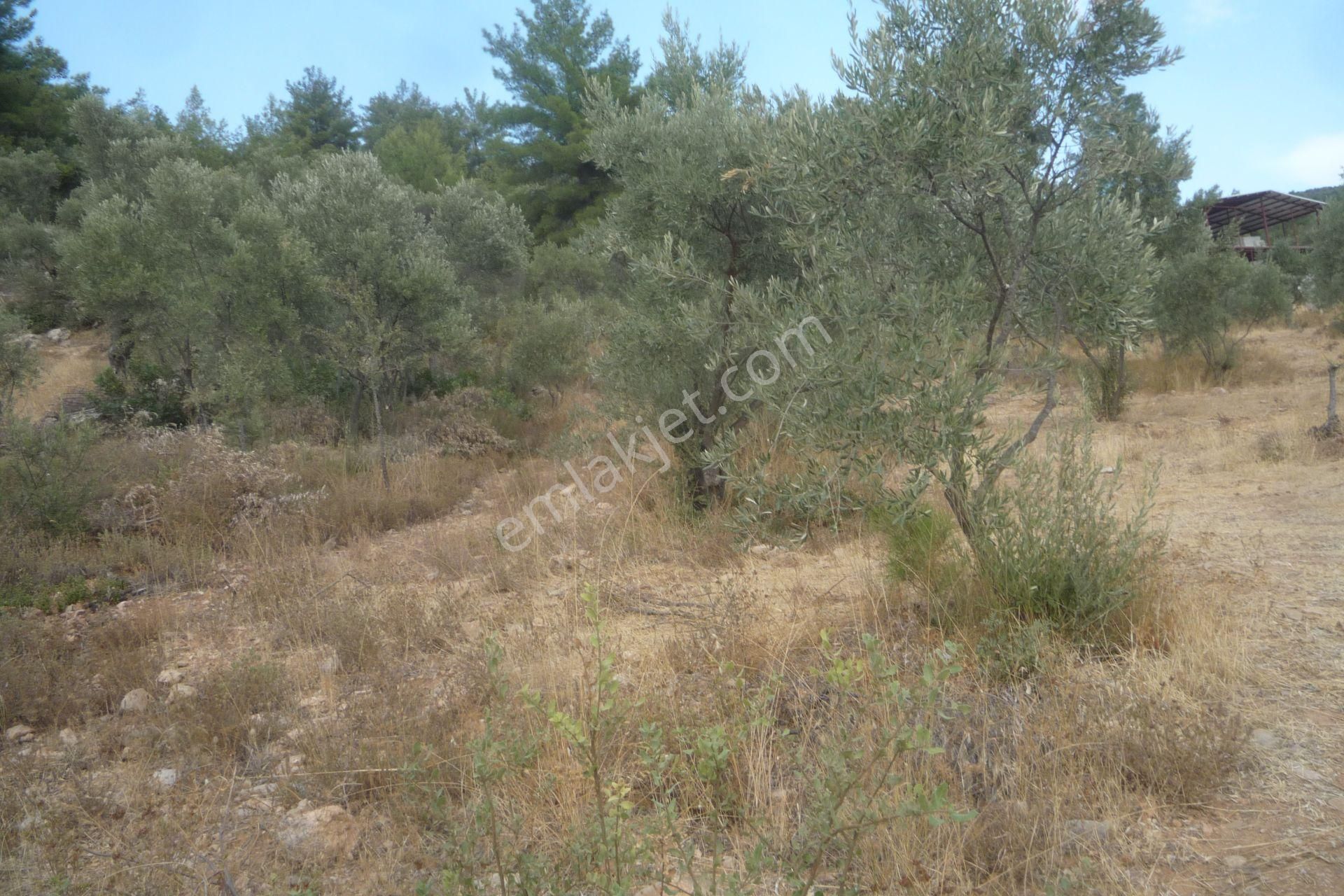 İzmir Torbalı Gold Emlaktan Satılık Zeytinlik - Görsel 4