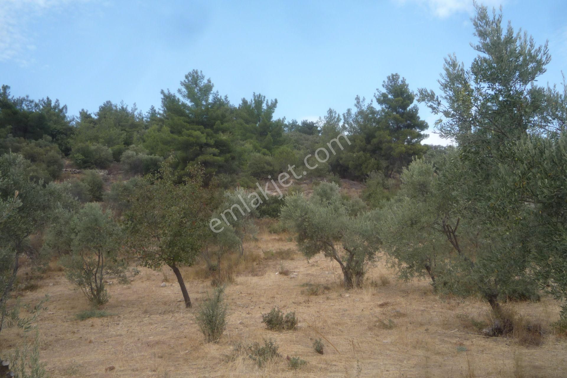 İzmir Torbalı Gold Emlaktan Satılık Zeytinlik - Görsel 19