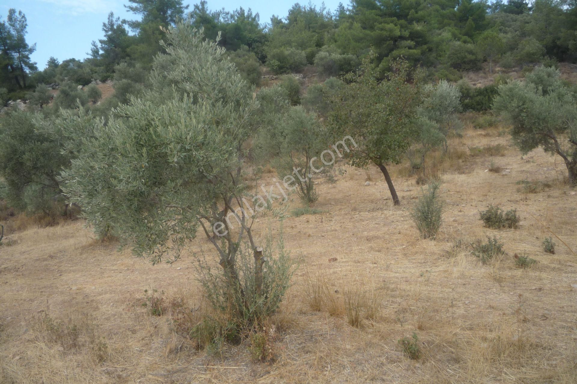 İzmir Torbalı Gold Emlaktan Satılık Zeytinlik - Görsel 11