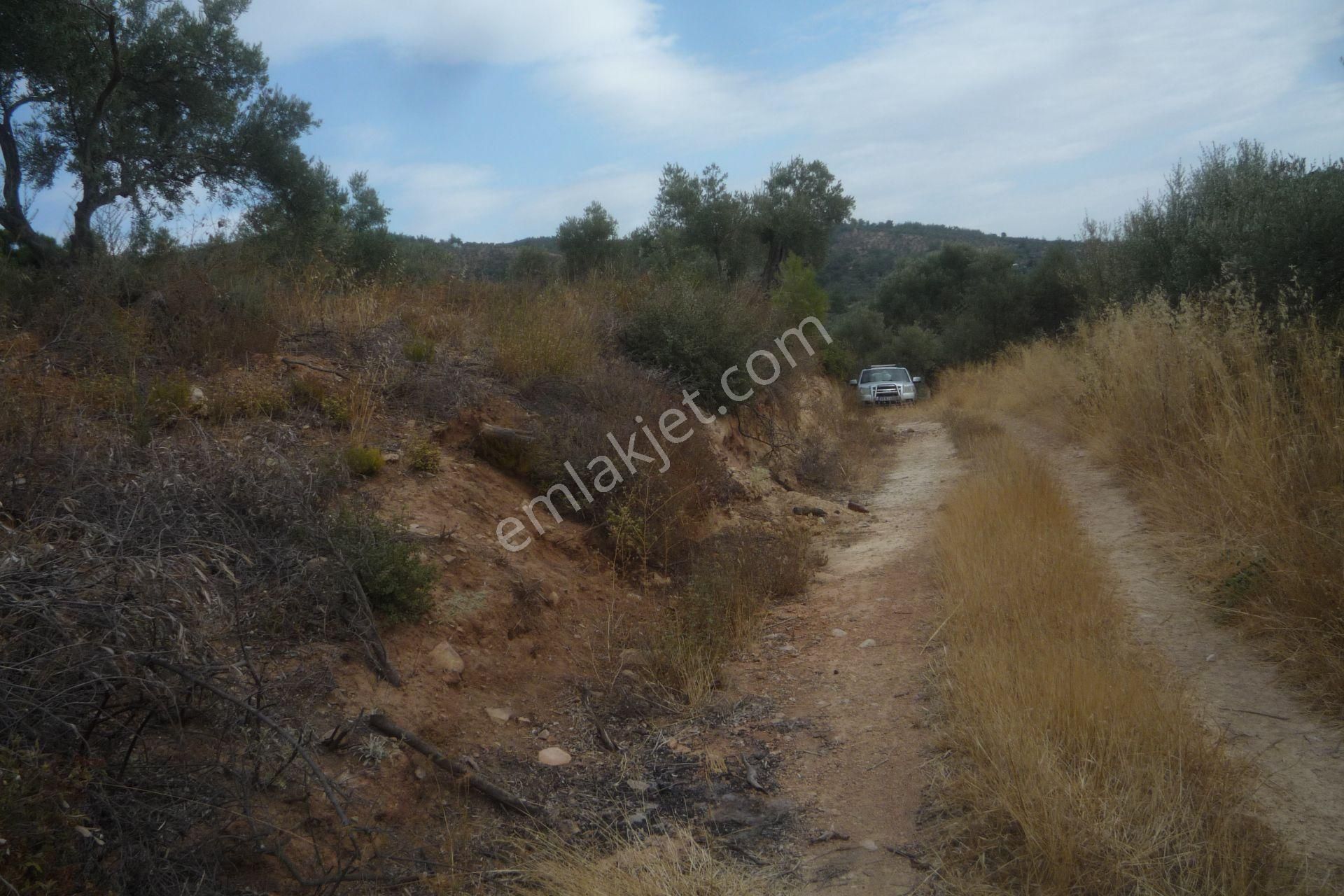 İzmir Torbalı Gold Emlaktan Satılık Zeytinlik - Görsel 22