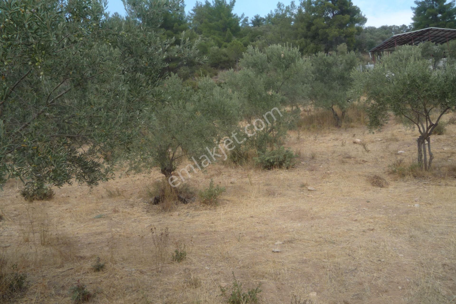 İzmir Torbalı Gold Emlaktan Satılık Zeytinlik - Görsel 12