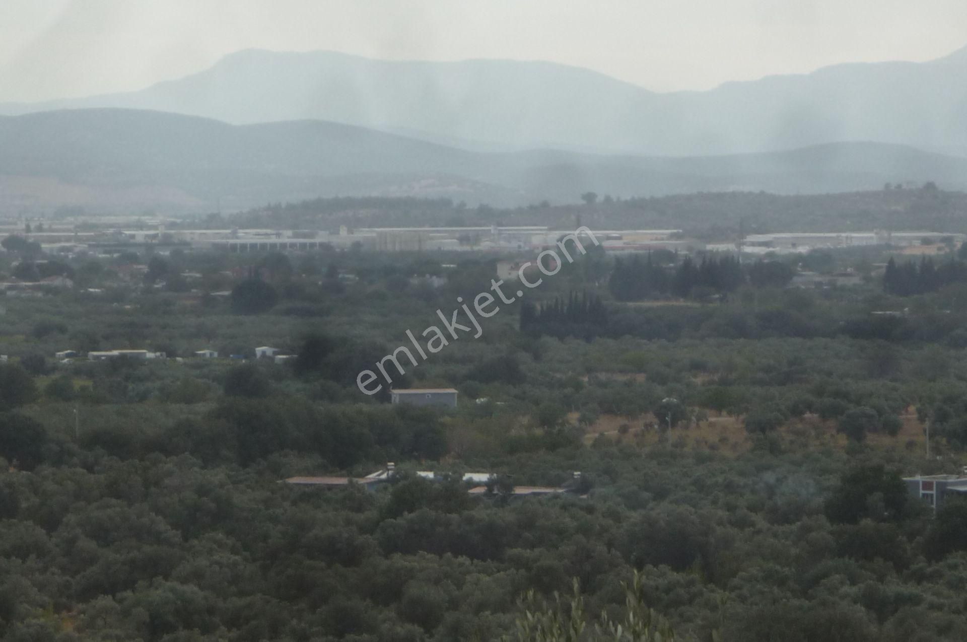 İzmir Torbalı Gold Emlaktan Satılık Zeytinlik - Görsel 17