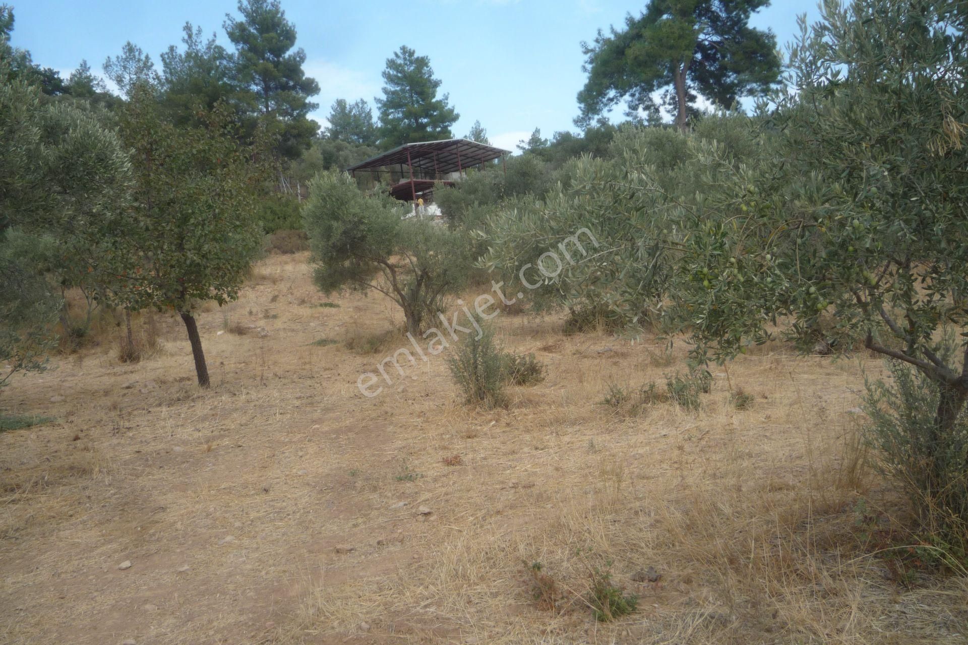 İzmir Torbalı Gold Emlaktan Satılık Zeytinlik - Görsel 8