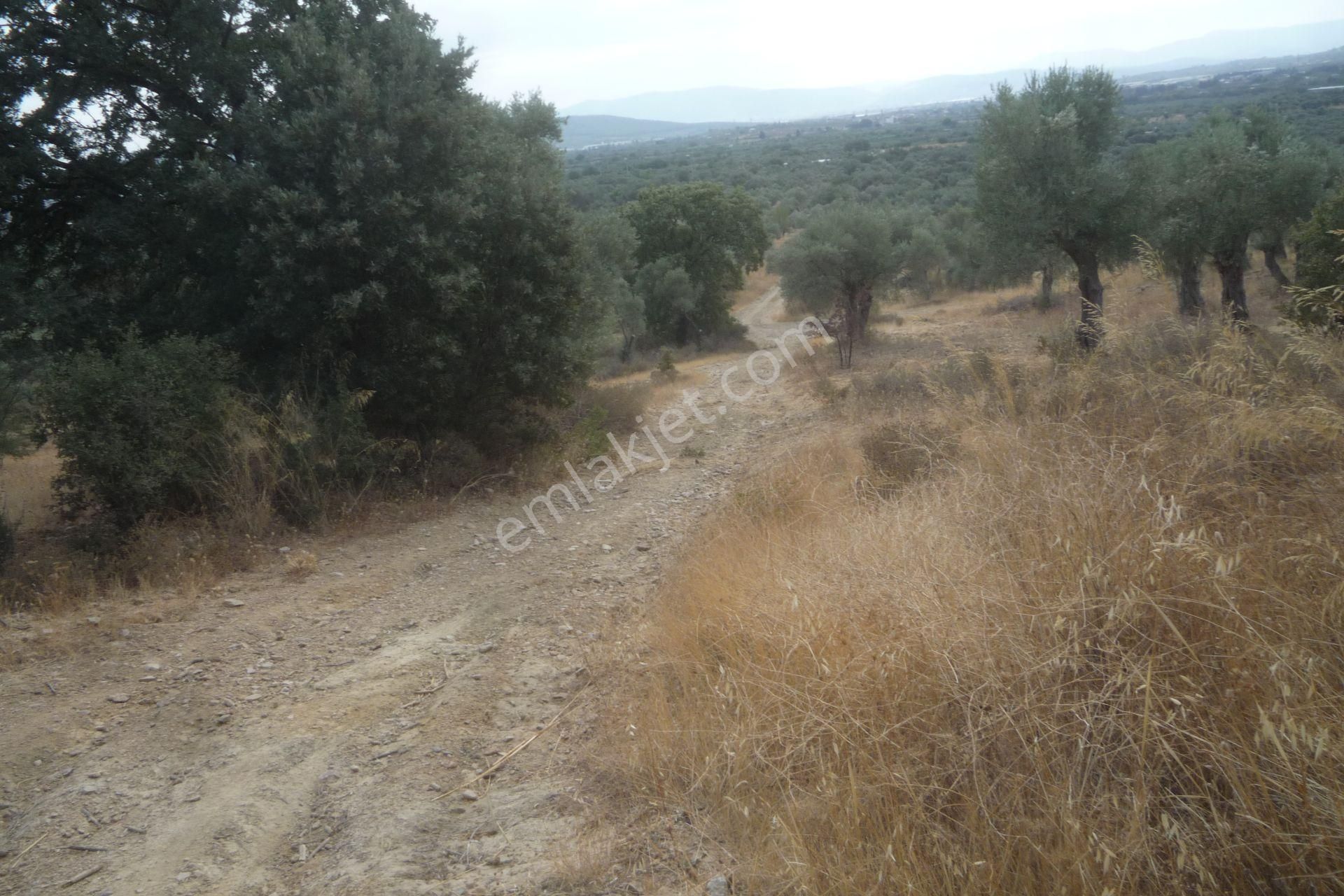 İzmir Torbalı Gold Emlaktan Satılık Zeytinlik - Görsel 2