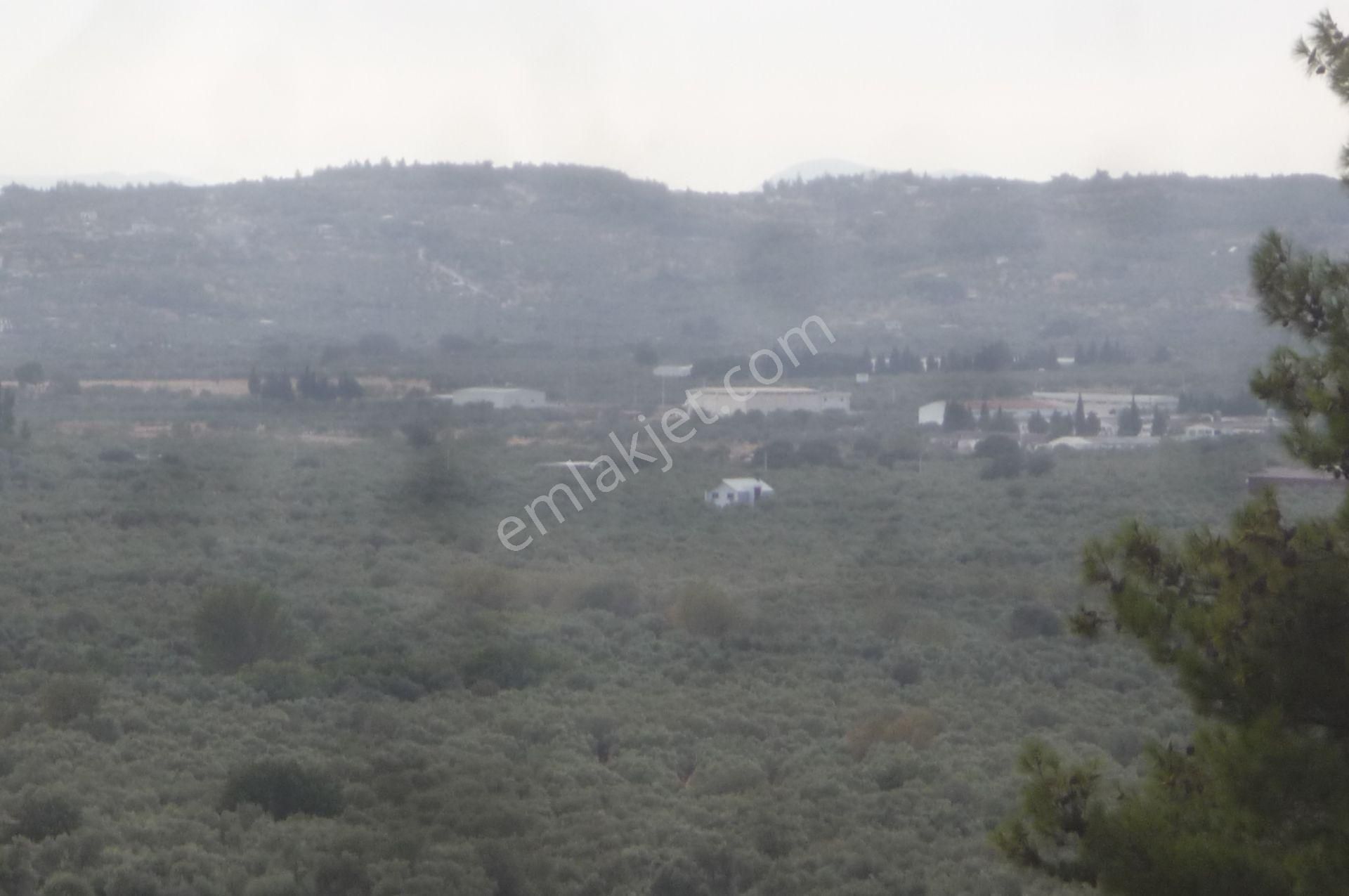 İzmir Torbalı Gold Emlaktan Satılık Zeytinlik - Görsel 18