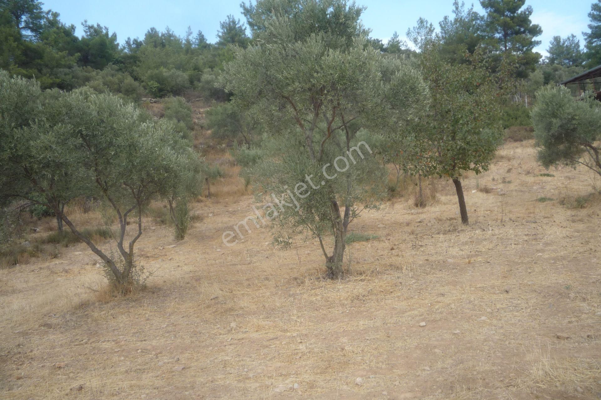 İzmir Torbalı Gold Emlaktan Satılık Zeytinlik - Görsel 9