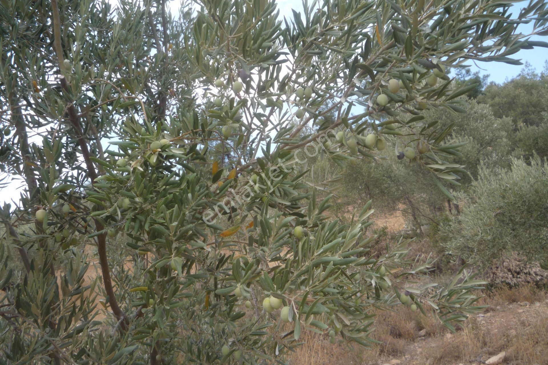 İzmir Torbalı Gold Emlaktan Satılık Zeytinlik - Görsel 21