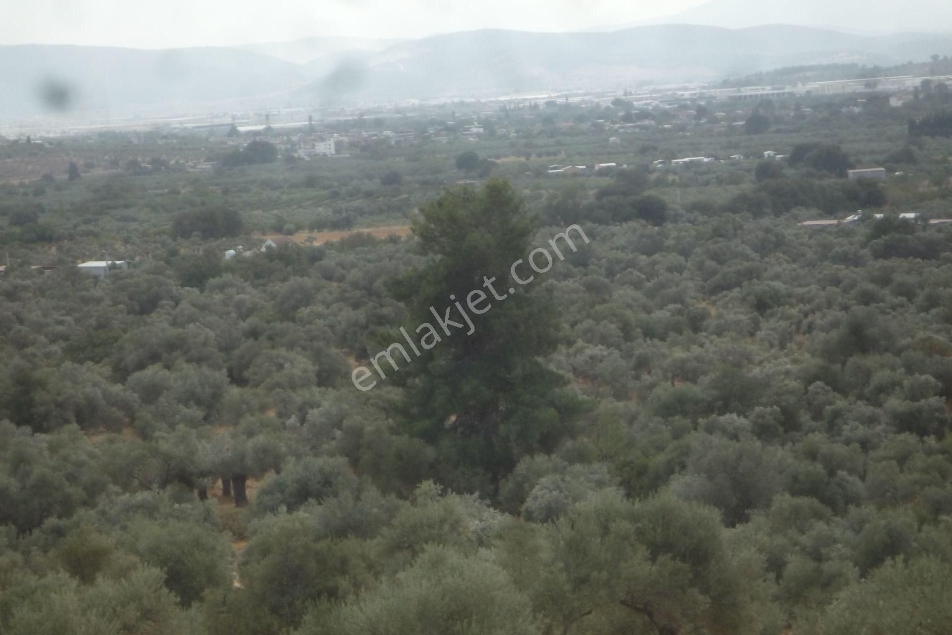 İzmir Torbalı Gold Emlaktan Satılık Zeytinlik - Görsel 15