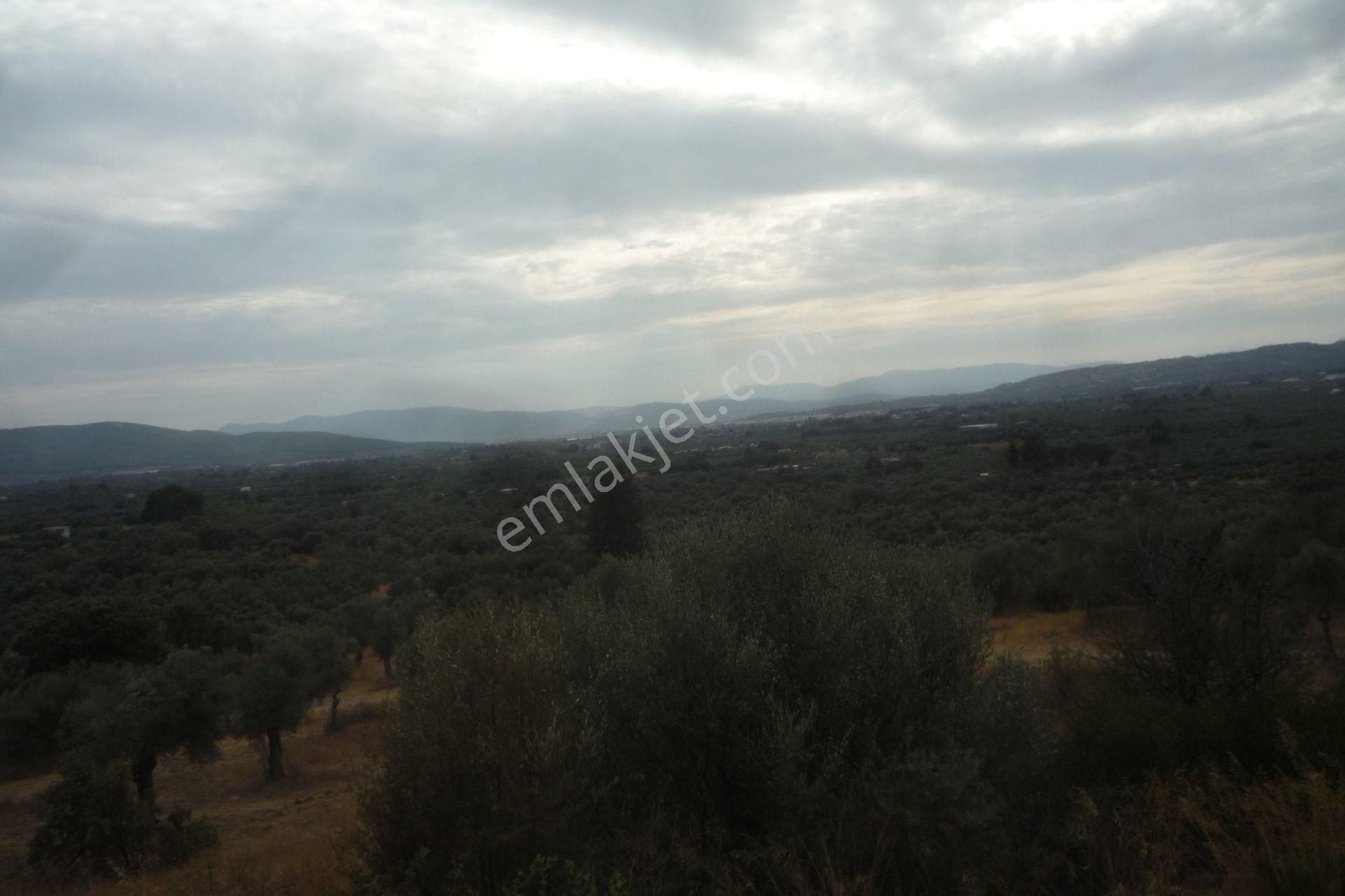 İzmir Torbalı Gold Emlaktan Satılık Zeytinlik - Görsel 20