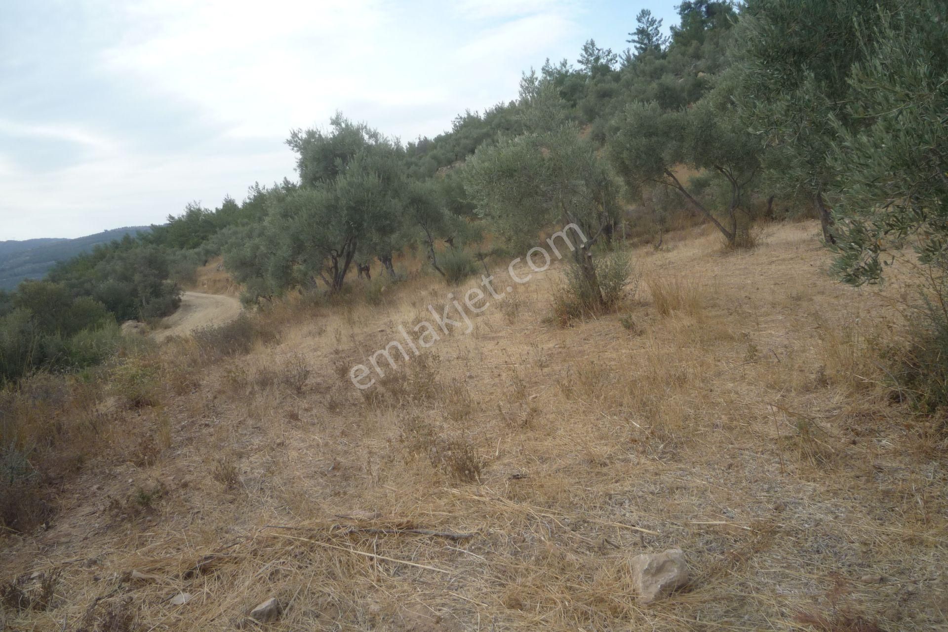İzmir Torbalı Gold Emlaktan Satılık Zeytinlik - Görsel 13