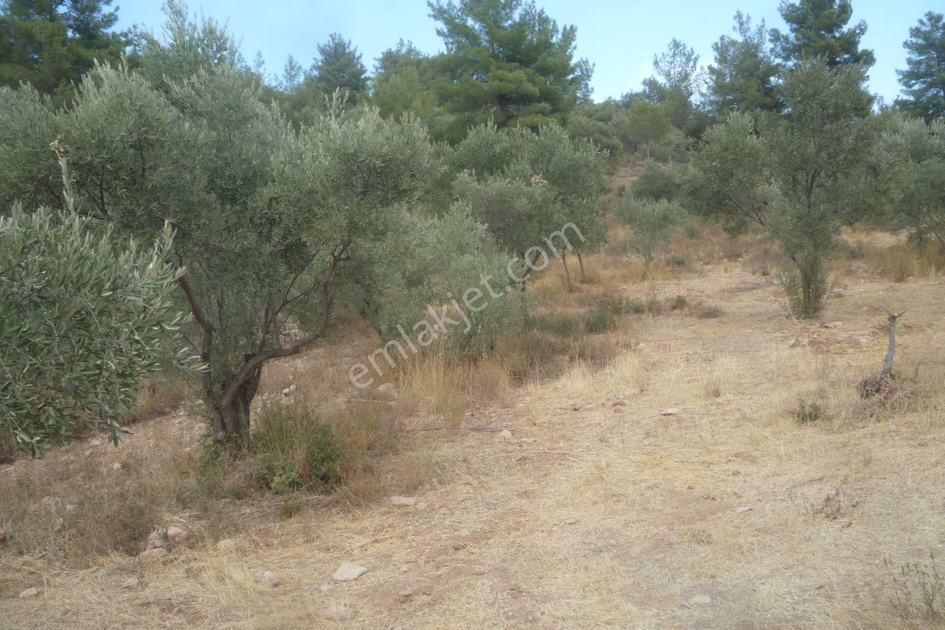 İzmir Torbalı Gold Emlaktan Satılık Zeytinlik